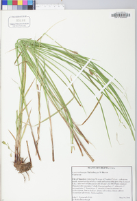 Carex trichocarpa image