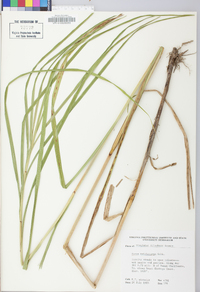 Carex trichocarpa image