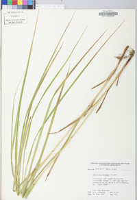 Carex trichocarpa image