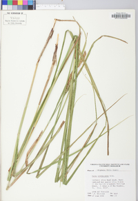 Carex trichocarpa image