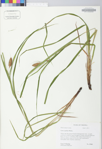 Carex typhina image