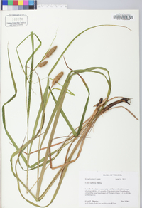 Carex typhina image