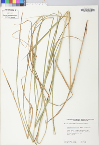 Carex trichocarpa image