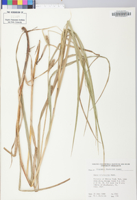 Carex trichocarpa image