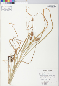 Carex typhina image