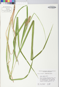 Carex typhina image