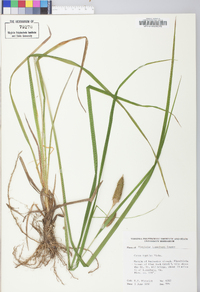 Carex typhina image