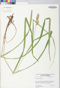 Carex typhina image