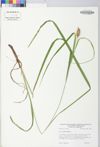 Carex typhina image