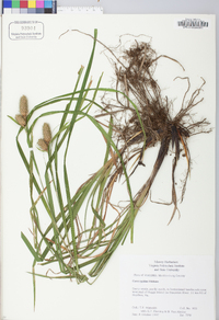 Carex typhina image