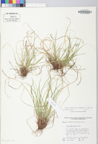 Carex umbellata image