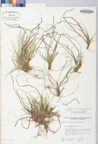 Carex umbellata image