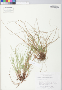 Carex umbellata image