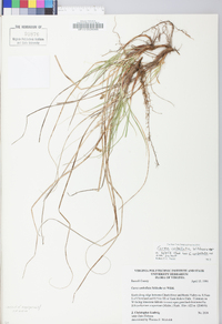 Carex umbellata image