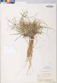 Carex umbellata image