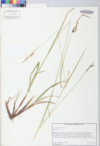 Carex venusta image