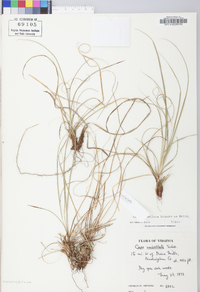 Carex umbellata image