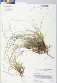 Carex umbellata image