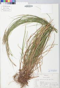 Carex virescens image