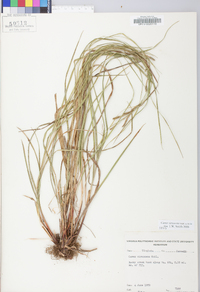 Carex virescens image