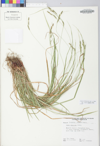 Carex virescens image