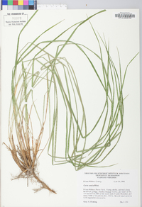 Carex vestita image