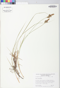 Carex vestita image