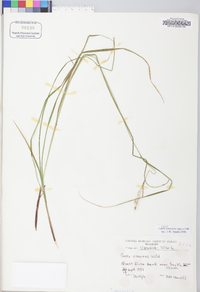 Carex virescens image