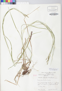 Carex virescens image