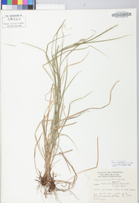 Carex virescens image