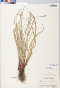 Carex virescens image