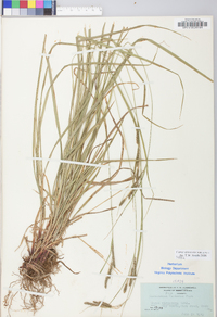 Carex virescens image