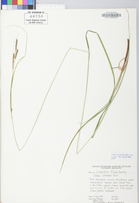 Carex virescens image