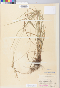 Carex virescens image