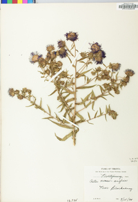 Symphyotrichum novae-angliae image