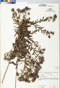 Symphyotrichum novae-angliae image