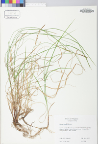 Carex woodii image