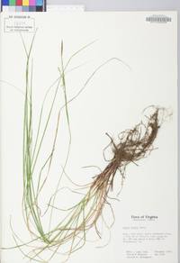 Carex woodii image