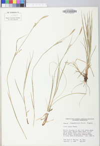 Carex woodii image