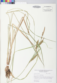 Carex lacustris image