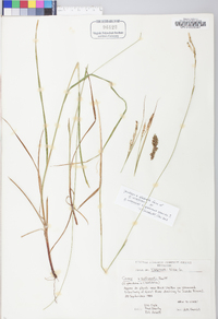 Carex x sullivantii image