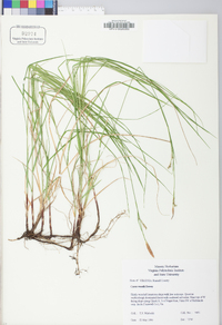 Carex woodii image