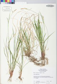 Carex woodii image