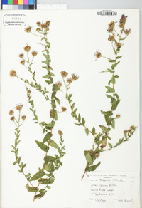 Symphyotrichum patens image