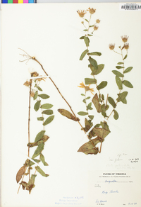 Symphyotrichum patens image