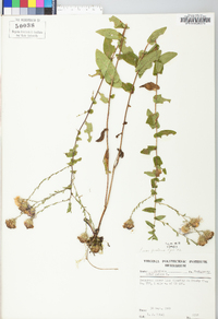 Symphyotrichum patens image