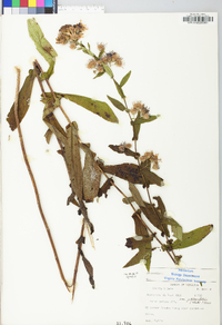 Symphyotrichum phlogifolium image