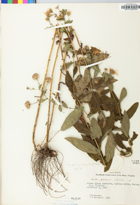 Symphyotrichum phlogifolium image