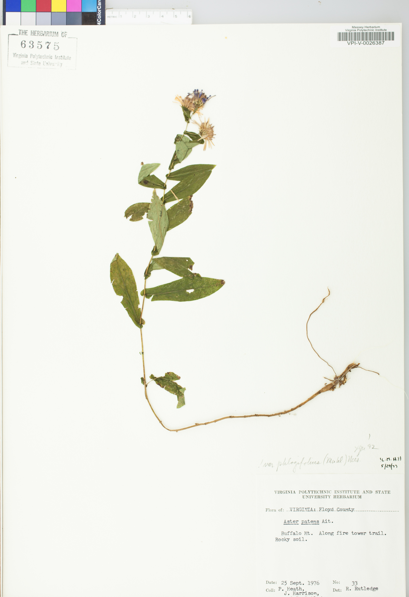 Symphyotrichum phlogifolium image