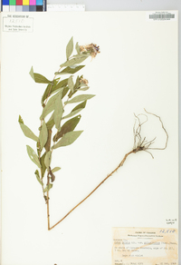 Symphyotrichum phlogifolium image